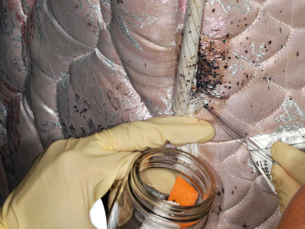 How do I get rid of bed bugs? | Do I have bed bugs? | How to prevent infestations